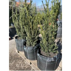 Тис середній Хіллі 100см 